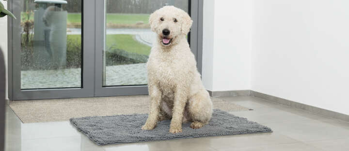 Hund steht auf schmutzfangmatte